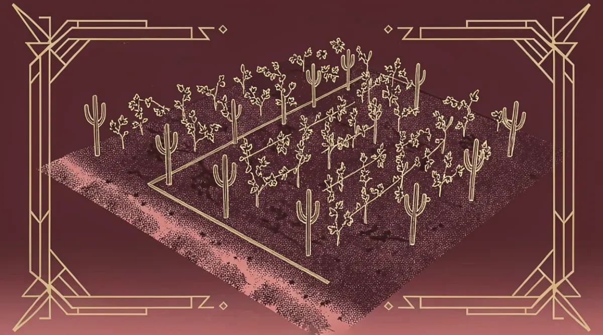 Viñedos emergentes en Hidalgo México