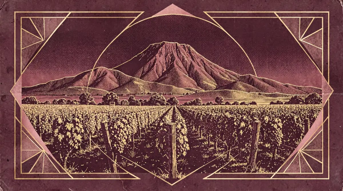 Racimo de uva Pinotage en viñedo de Stellenbosch Sudáfrica