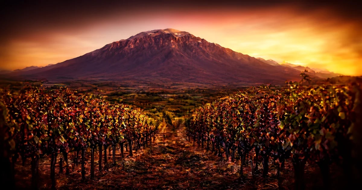 Viñedos de Stellenbosch en terrazas con montañas del Cabo al fondo y arquitectura Cape Dutch